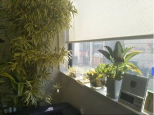 窓辺の観葉植物